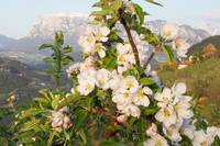 Zur Bl�tezeit der Obstb�ume